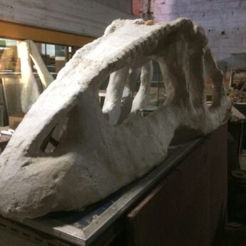 craneo-giganotosaurio4